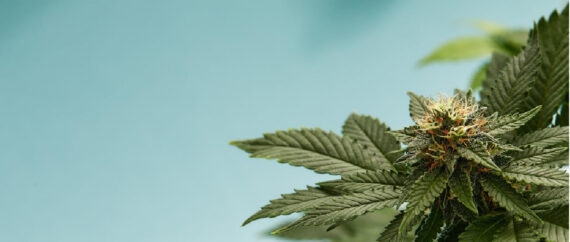 Introduction to the Business of Cannabis WordPress Banner