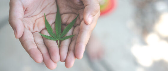 children holding a cannabis leaf